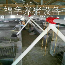 福宇畜牧 自動(dòng)化料線賦能牧場，一次投資開啟終身效益新篇章