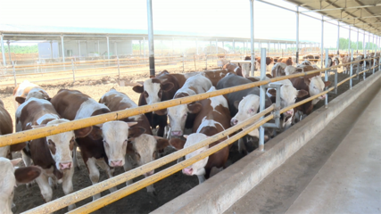 高臺 肉牛產業勢頭強勁，畜牧設備技術開發助力鄉村振興